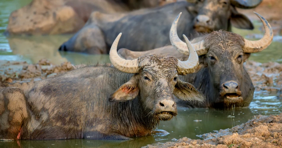 Traveling from Williams to the Grand Canyon