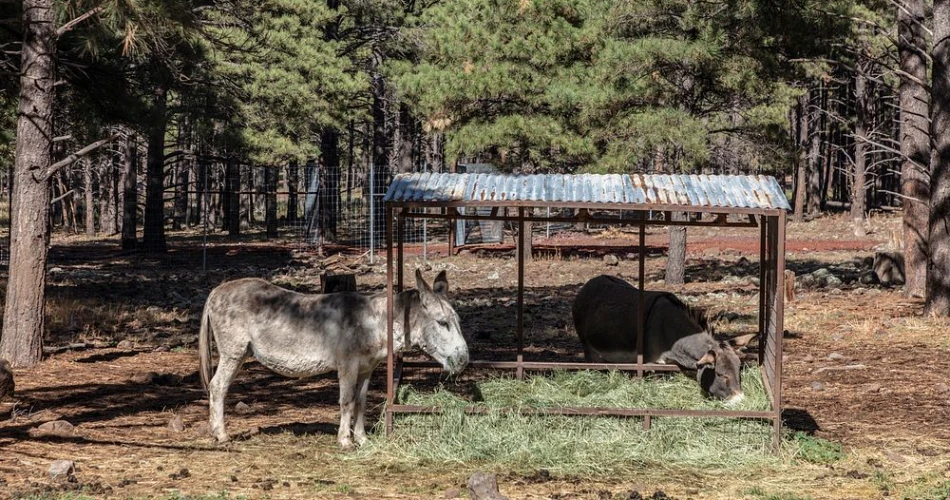 48 Hours in Williams, AZ: A Perfect Route 66 Mountain Getaway